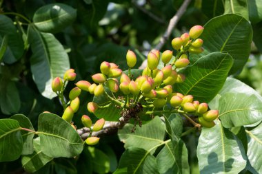Ağaçtaki taze fıstıkların fotoğrafı.