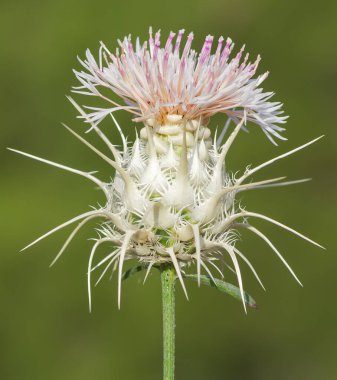 Doğal bitkiler. Doğada kendiliğinden büyüyen dikenlerin fotoğrafları..