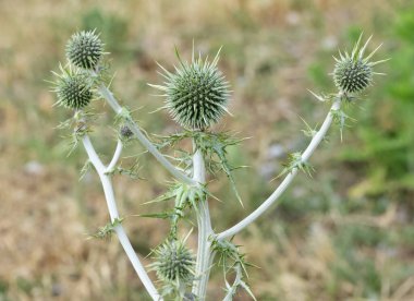 Doğada kendiliğinden büyüyen dikenli bitkilerin fotoğrafları..
