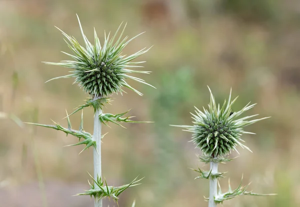 自然界で自発的に成長するとげのある植物の写真 — ストック写真