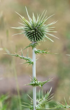 Doğal dikenler ve muhteşem dikenli fotoğraflar.