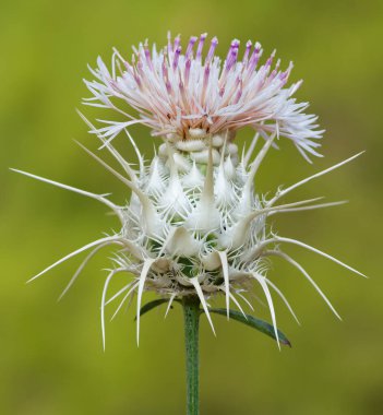 Doğal bitkiler. Doğada kendiliğinden büyüyen dikenlerin fotoğrafları..