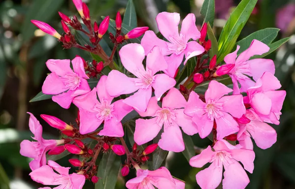Makro Zdjęcia Różnych Kwiatów Oleander — Zdjęcie stockowe