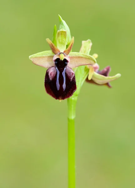 Photos Fleurs Sauvages Diverses Orchidées Abeilles — Photo