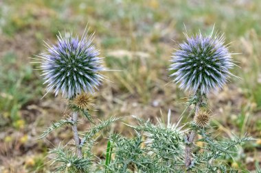Vahşi bitkiler. dikenli bitki fotoğrafları.