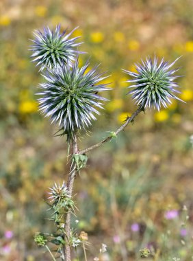 Vahşi bitkiler. dikenli bitki fotoğrafları.