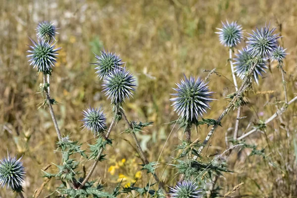 Wild Plants Prickly Plant Photos — Stock Photo, Image