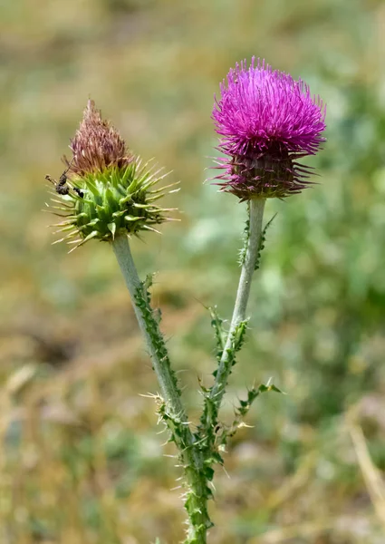 Natuurlijke Doornen Paars Bloeiende Doorn Foto — Stockfoto