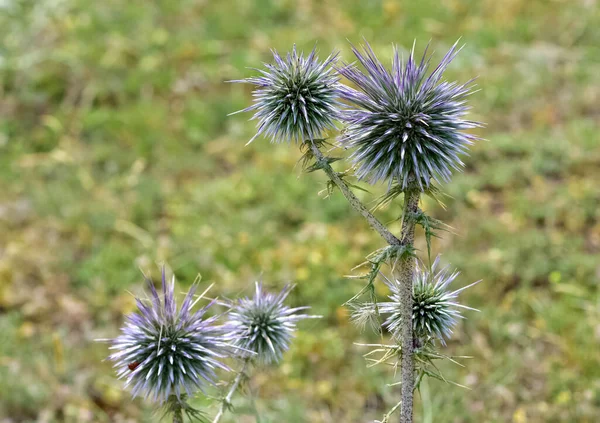 Wild Plants Prickly Plant Photos — Stock Photo, Image