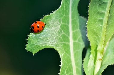 Yeşil yapraklı Kırmızı Uğur Kuşu