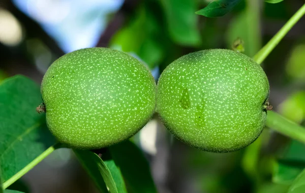 Bayas Naturales Fotos Frutas — Foto de Stock