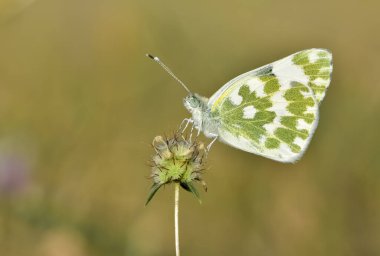 Çiçeklerle beslenen kelebeklerin fotoğrafları