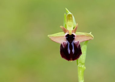 Yaban çiçeklerinin fotoğrafları, çeşitli arı orkideleri..