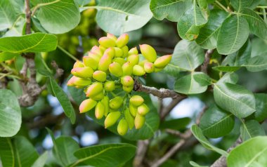 Ağaçtaki taze fıstıkların fotoğrafı.