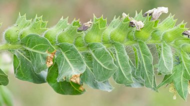 Çeşitli yabani çiçeklerin fotoğrafları.