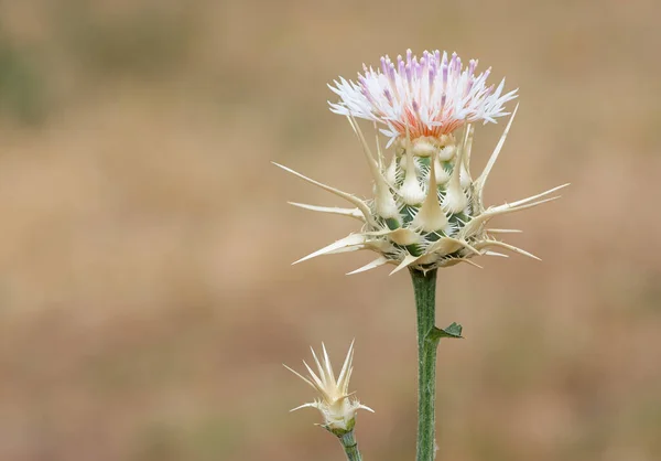 Piante Naturali Foto Spine Che Crescono Spontaneamente Natura — Foto Stock