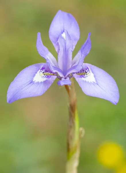 野生植物青い野の花の写真 — ストック写真