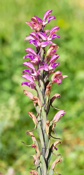 Wild Plants Wild Flowers Photos — Stock Photo, Image