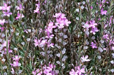 Vahşi bitkiler, küçük beyaz çiçeklerin fotoğrafları.