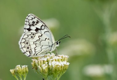 doğal hayatta çiçekler ve kelebekler