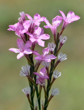 Vahşi bitkiler, küçük çiçeklerin fotoğrafları.