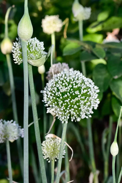 Cultivos Agrícolas Flores Cebolla Blanca — Foto de Stock