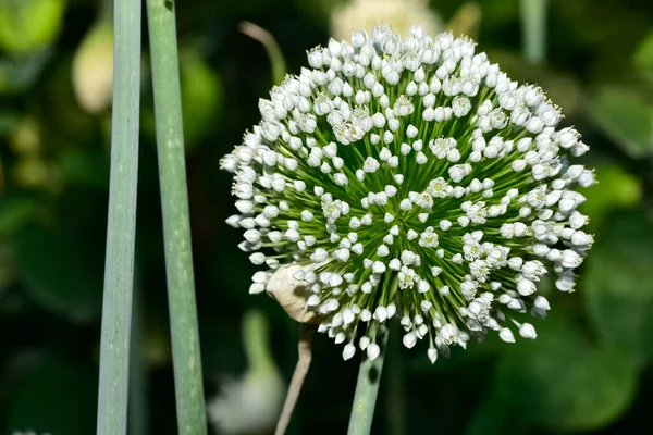 Cultivos Agrícolas Flores Cebolla Blanca — Foto de Stock