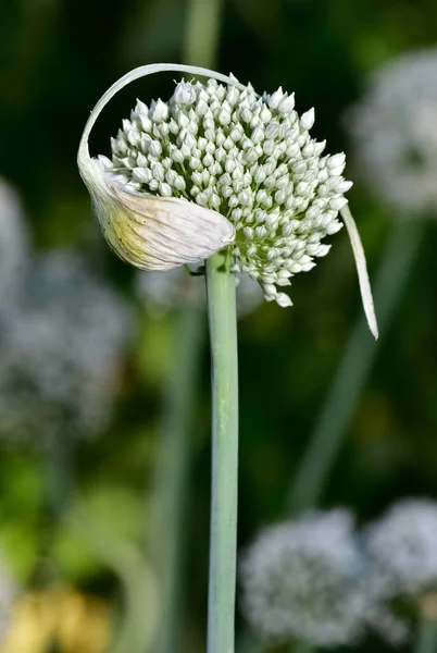 Cultivos Agrícolas Flores Cebolla Blanca — Foto de Stock