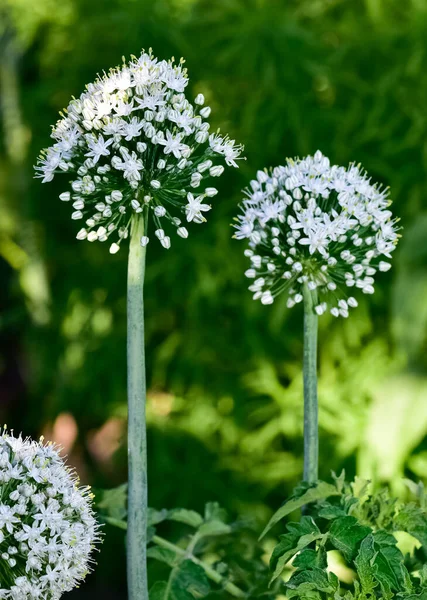 Cultivos Agrícolas Flores Cebolla Blanca — Foto de Stock