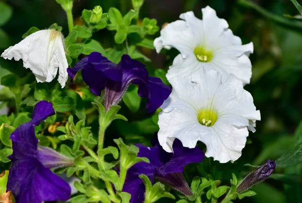 Flores Pacíficas Entorno Natural Naturaleza — Foto de Stock