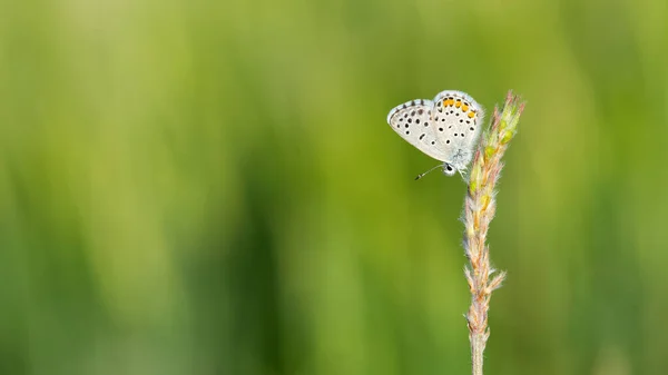Kropkowane Małe Dzikie Motyle Zdjęcia — Zdjęcie stockowe