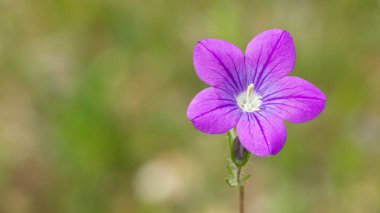 arkaplan için çeşitli kır çiçeği fotoğrafları