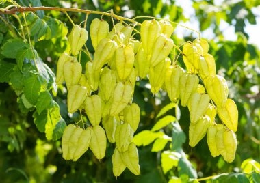 ornamental plants, yellow flowering trees