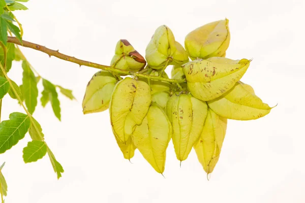 Rośliny Ozdobne Żółte Drzewa Kwitnące — Zdjęcie stockowe