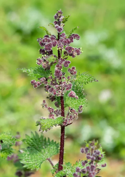 Photos Medicinal Plants Nettle Plant — Stock Photo, Image