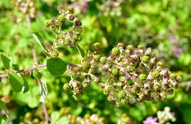 Vahşi meyveler. çeşitli doğal böğürtlen fotoğrafları