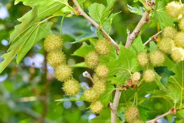 Plantas Silvestres Hojas Plátano Semillas — Foto de Stock