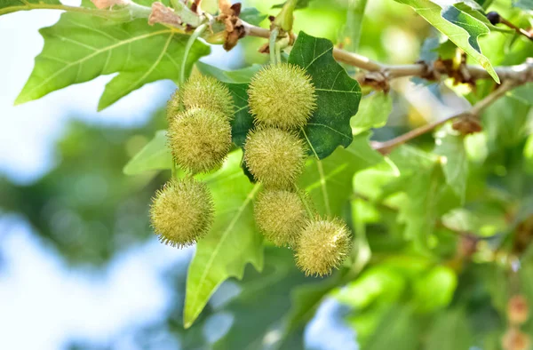 Plantas Silvestres Hojas Plátano Semillas — Foto de Stock