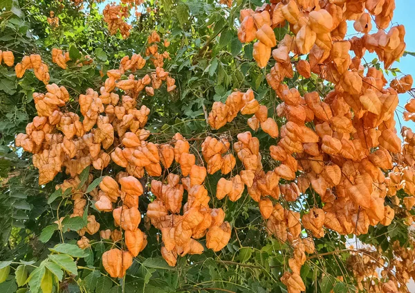 Fotos Plantas Ornamentais Árvores Sabão — Fotografia de Stock