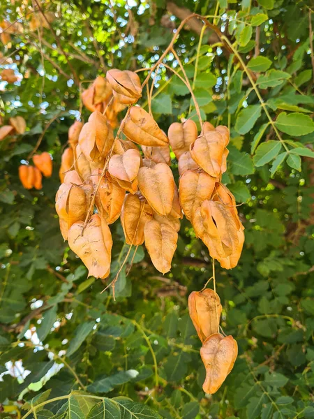 Fotos Plantas Ornamentais Árvores Sabão — Fotografia de Stock