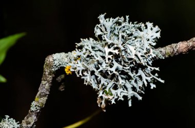 yabani bitkiler ve ağaç yosunları