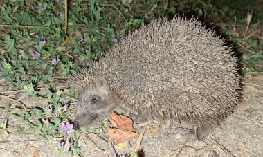 Vahşi hayvanların ve kirpilerin fotoğrafları.