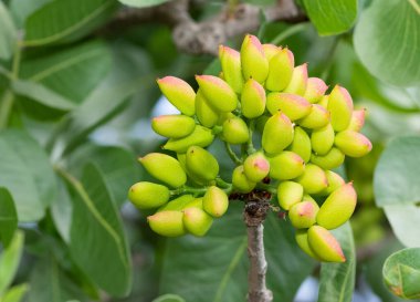 Ağaçtaki taze fıstıkların fotoğrafı.