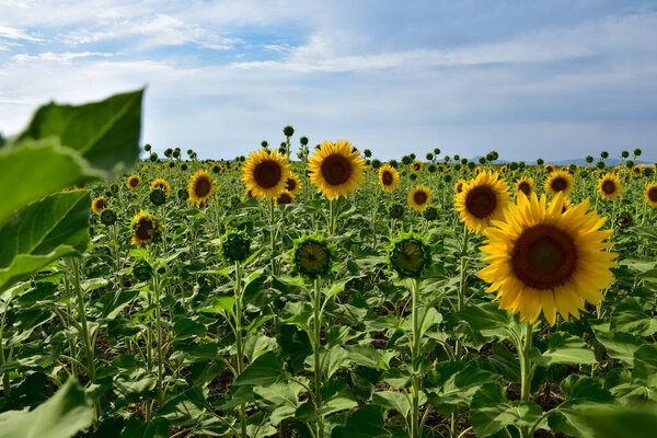 photos of various agricultural products, blooming sunflowers