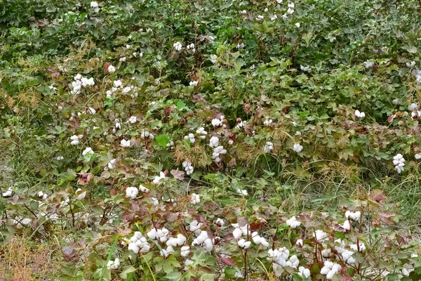 Productos Agrícolas Plántulas Algodón Flores Algodón Campo — Foto de Stock