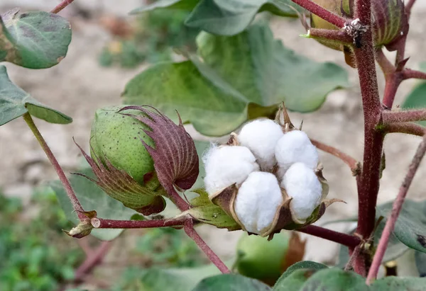 agriculture-products. cotton seedlings and flowers. cotton in the field