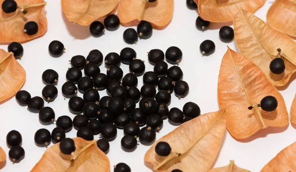 Árbol Jabón Frutos Semillas — Foto de Stock