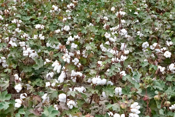 Fotos Productos Agrícolas Planta Algodón Demasiado Madura — Foto de Stock