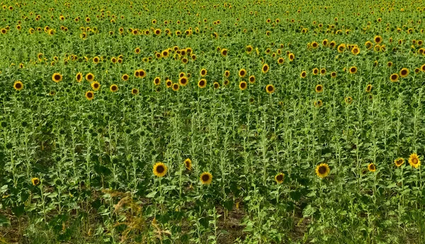 Photos Sunflowers Background Stock Image