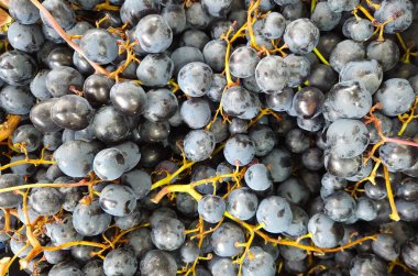 images of various fruits. photos of various grapes.